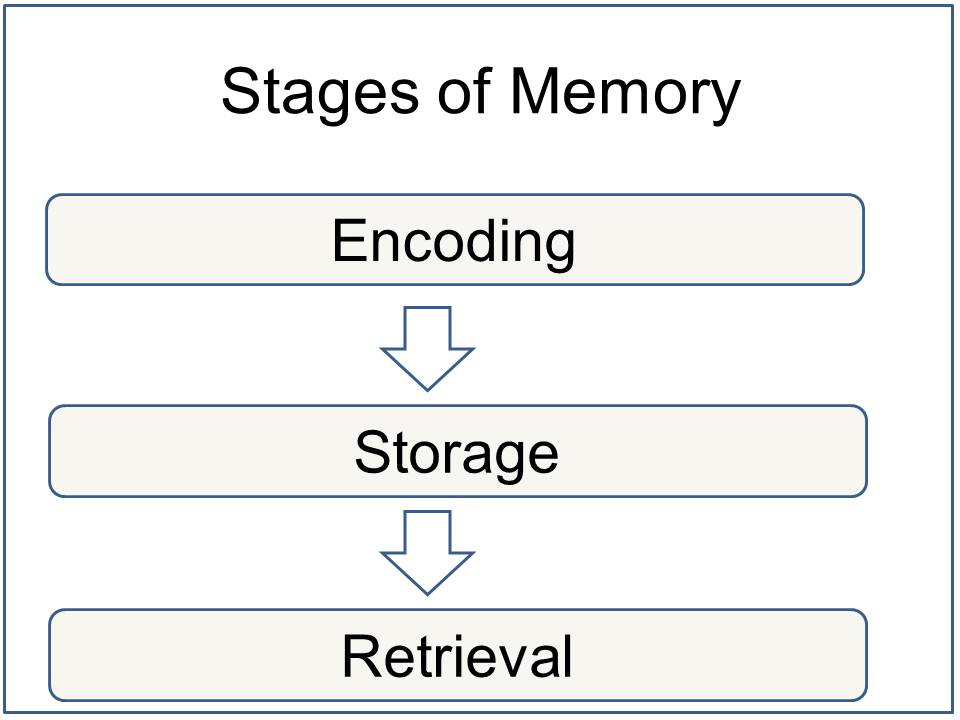 An image mapping the stages of memory encoding.